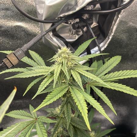 Hollywood - Micro Grow