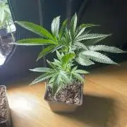 Studio 54 (RS#54) - MicroGrow
