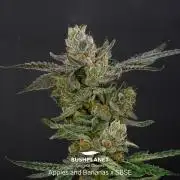 Apples & Bananas x SBSE - MicroGrow