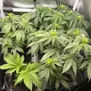 Sweet Afgani Delicious F1 - MicroGrow