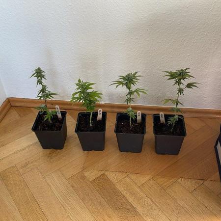 GSC - Micro Grow
