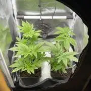 Space Cookies - MicroGrow