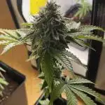 Cereal Milk - Micro Grow