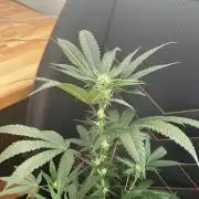 Zoap - MicroGrow