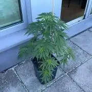 Blue Zushi - Outdoor 26