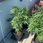 Zoap - Outdoor 26