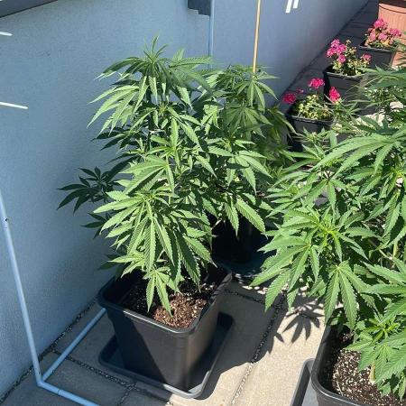 Zoap - Outdoor 26