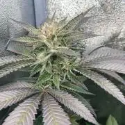 Studio 54 (RS#54) - MicroGrow