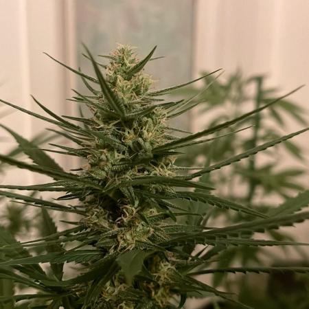Candy Apples Auto - Outdoor 26