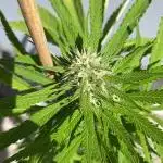 Cream Mandarine XL Auto - Outdoor 25
