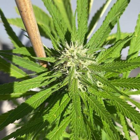 Cream Mandarine XL Auto - Outdoor 25