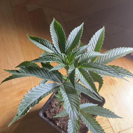 Permanent Marker - Micro Grow