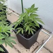 Zoap - Outdoor 26