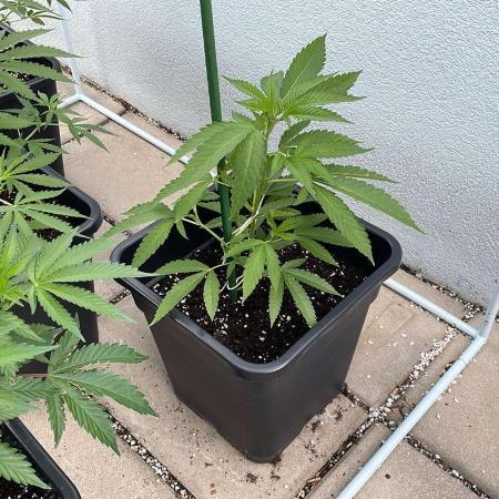 Zoap - Outdoor 26