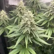 Blue Zushi - MicroGrow 26