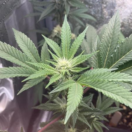 Hash Burger #leafly2025 - MicroGrow