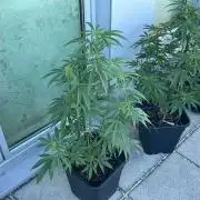 Zoap - Outdoor 26
