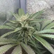 Studio 54 (RS#54) - MicroGrow