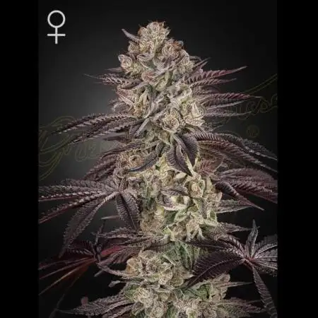 Biscotti x Gelato Auto
