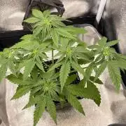 Blue Zushi - MicroGrow 26