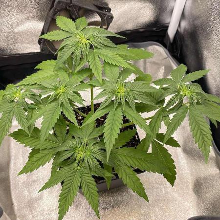 Blue Zushi - MicroGrow 26