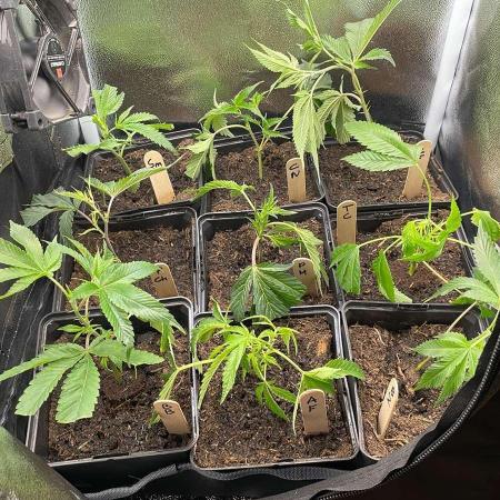 Prism Marker - MicroGrow