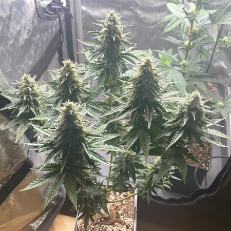 Blue Zushi - MicroGrow 26