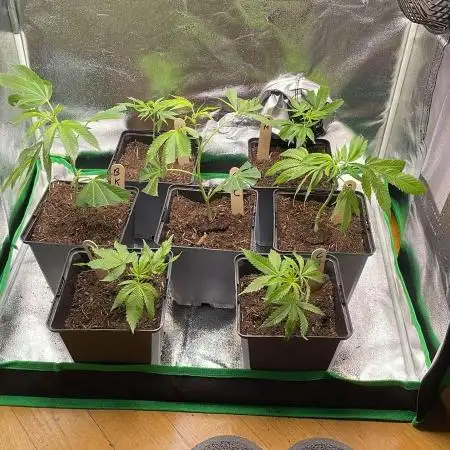 GSC - Micro Grow