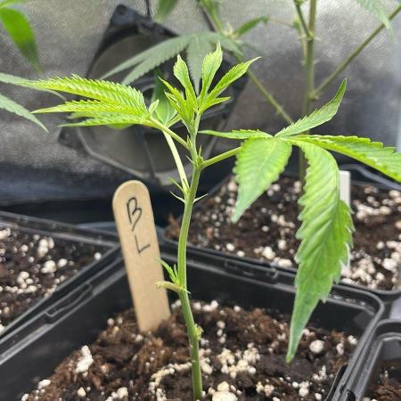 Blue Lobster - MicroGrow