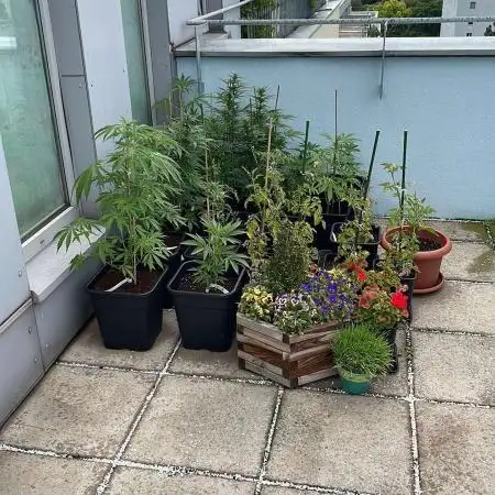 Pineapple Express Auto - Outdoor 25