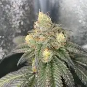 Zoap - MicroGrow