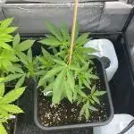 RS#11 - Outdoor 25
