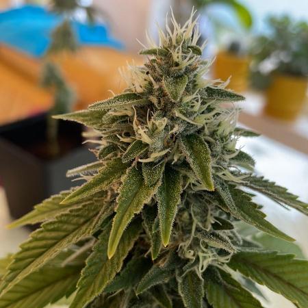 OG Kush - Micro Grow