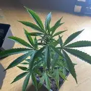 Hollywood - Micro Grow