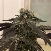 Permanent Marker - Micro Grow