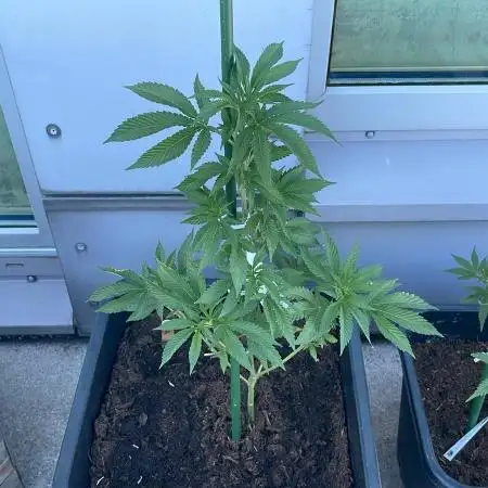 Hash Burger #LeaflyStrain25 - Outdoor 26
