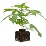 Banana Kush Cake Auto - 2nd Run 2025