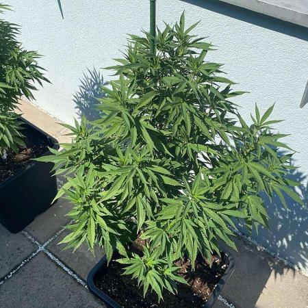 Oreoz - Outdoor 25