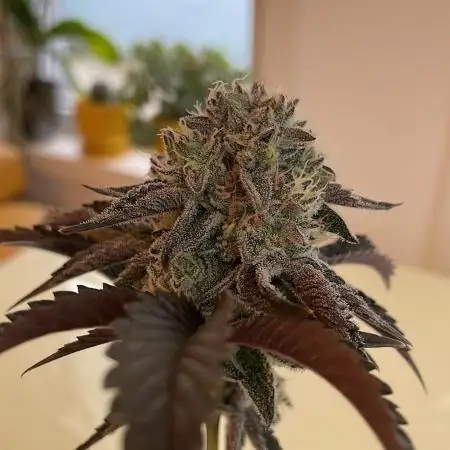 Oreoz - Micro Grow
