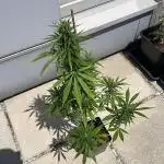 Blueberry Candiez Auto - Outdoor 25