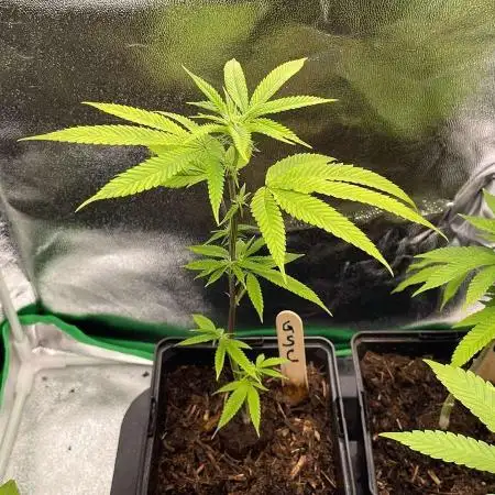 GSC - Micro Grow