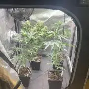 Blue Zushi - MicroGrow 26