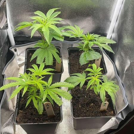 Blue Zushi - MicroGrow