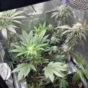 Georgia Pie - MicroGrow
