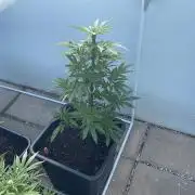 Super Boof #LeaflyStrain24 - Outdoor 26