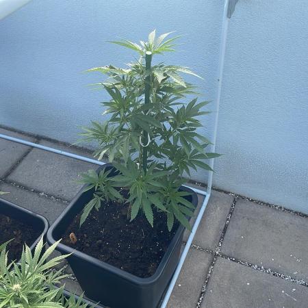Super Boof #LeaflyStrain24 - Outdoor 26