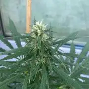 Permanent Marker XL Auto #2 - Outdoor 26