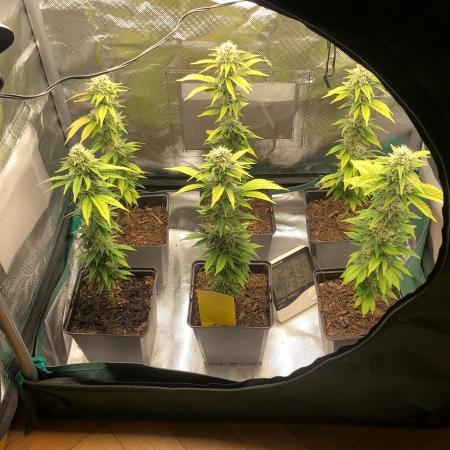 Seed Junky - Micro Grow