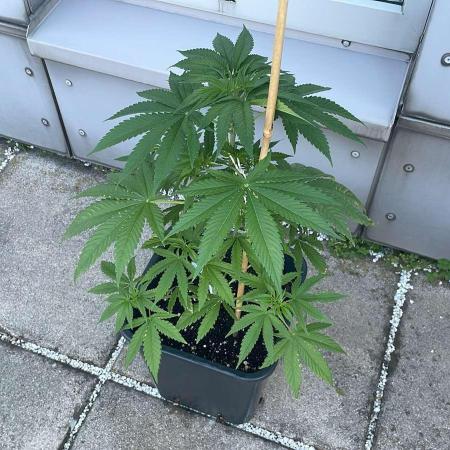 Blue Zushi - Outdoor 26