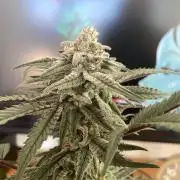 Cap Junky - Micro Grow